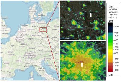 Light Attraction in Carabid Beetles: Comparison Among Animals From the Inner City and a Dark Sky Reserve